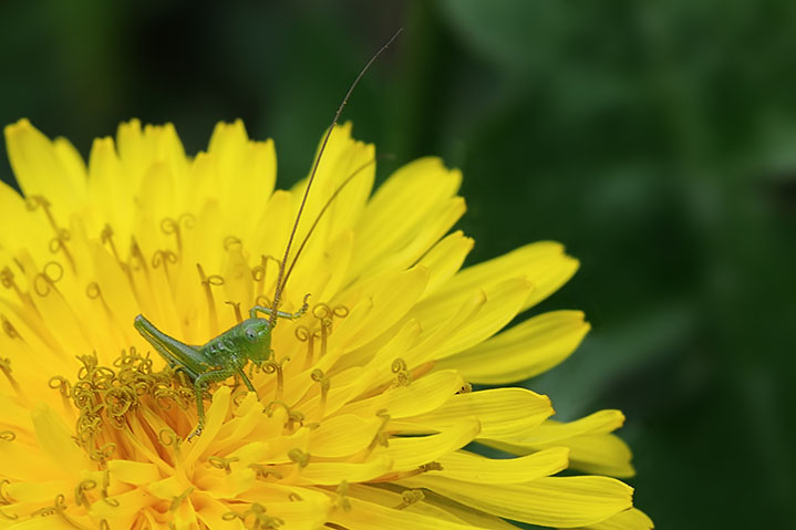 Neanide di Tettigonia sp.