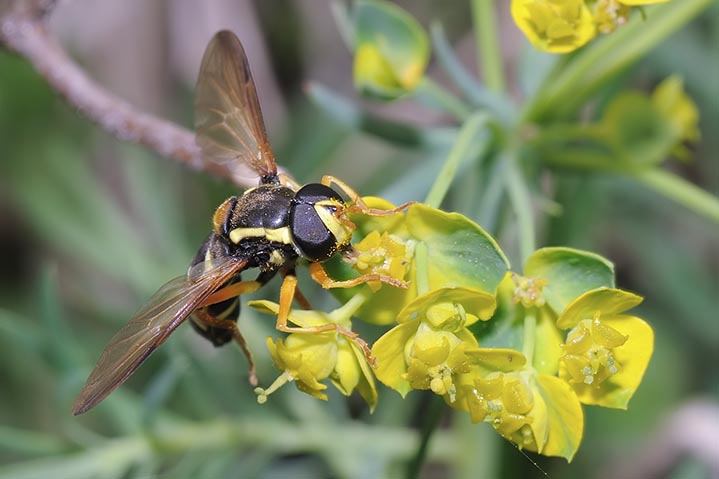 Xanthogramma citrofasciatum M (Syrphidae)