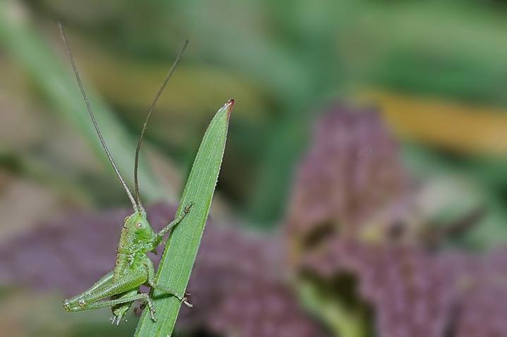 Neanide di Tettigonia sp.