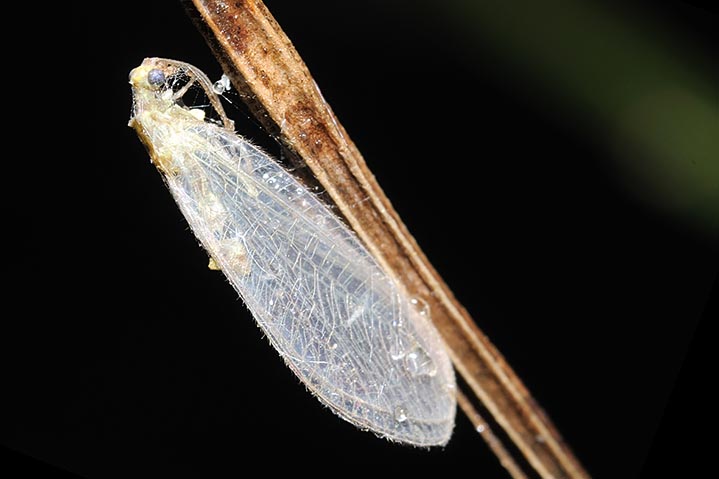 chrysoperla  catturata da un ragno