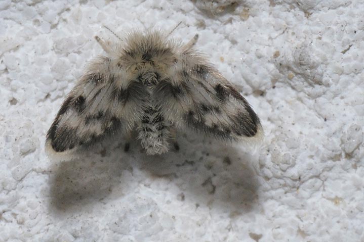 Pericoma fuliginosa ?