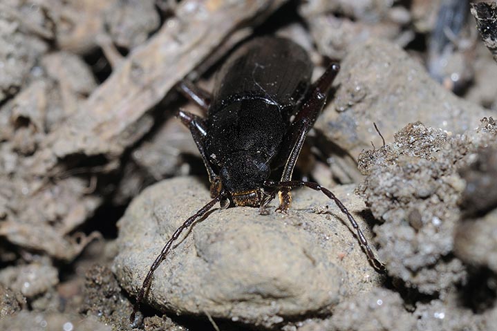 Coleottero notturno: Stenomax aeneus