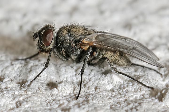 identificazione mosca