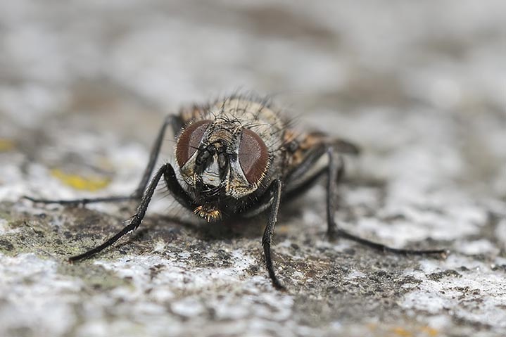 identificazione mosca