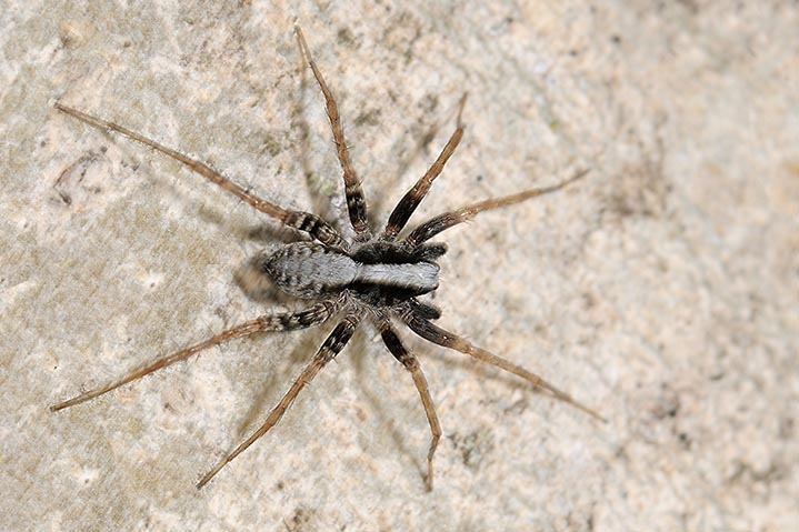 Pardosa sp.