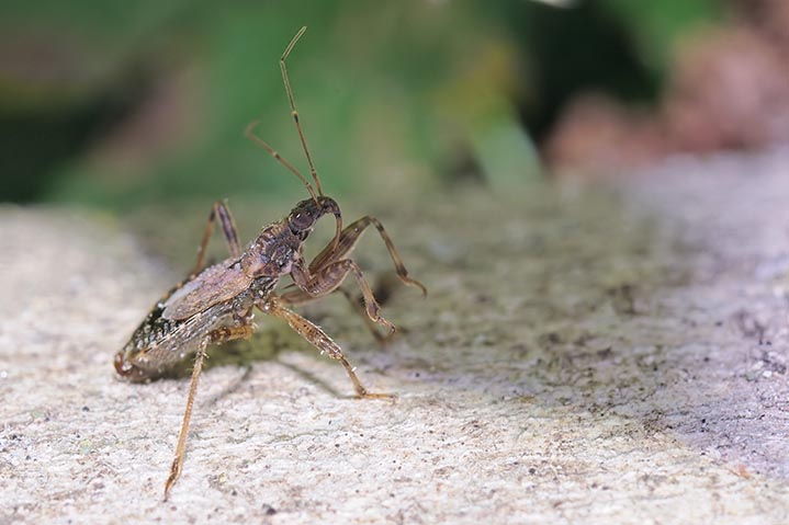 Nabidaae: Himacerus (Aptus) mirmicoides