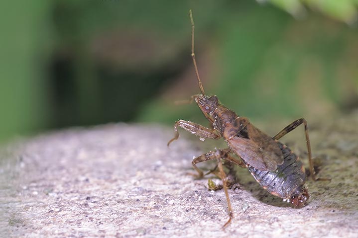 Nabidaae: Himacerus (Aptus) mirmicoides