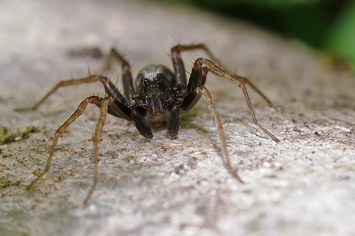 Pardosa sp.