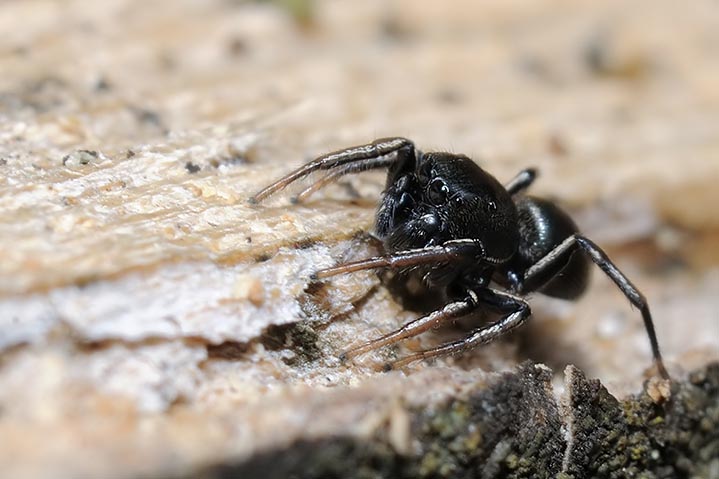 salticidae nero