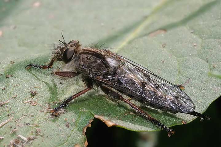 asilidae