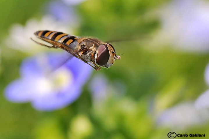 Syrphidae: Episyrphus balteatus M e F