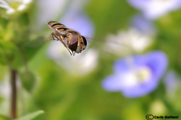 Syrphidae: Episyrphus balteatus M e F