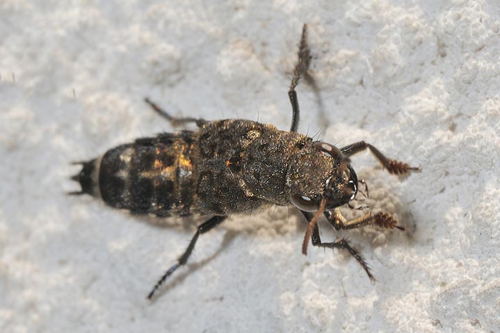 identificazione: Ontholestes murinus