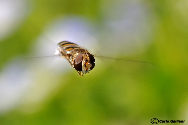 Syrphidae: Episyrphus balteatus M e F