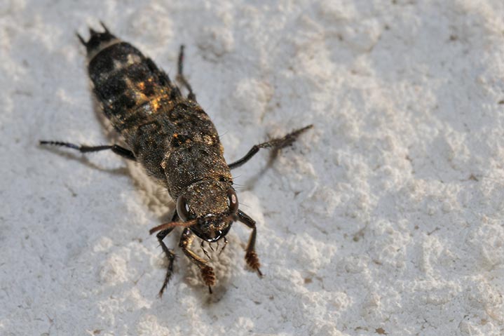 identificazione: Ontholestes murinus