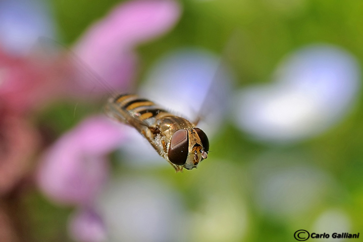 Syrphidae: Episyrphus balteatus M e F