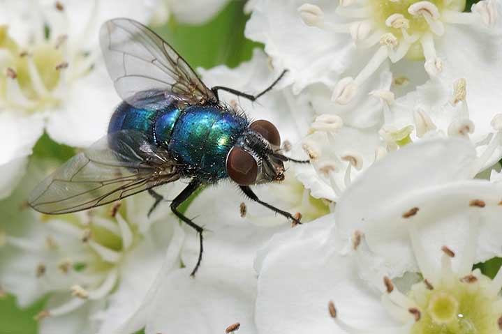 Lucilia cfr. caesar  (Calliphoridae).