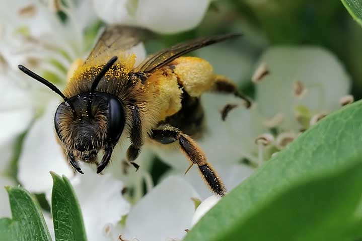 Apidae Halictinae? No. Femmina di Andrena flavipes