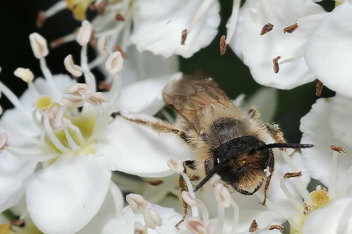 ancora Apidae Halictinae? No. Maschio di Andrena sp.