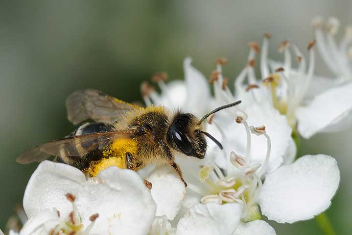 Apidae Halictinae? No. Femmina di Andrena flavipes