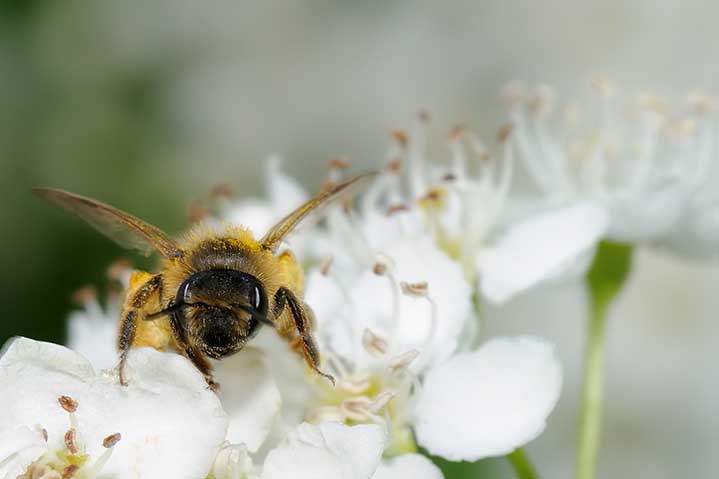 Apidae Halictinae? No. Femmina di Andrena flavipes