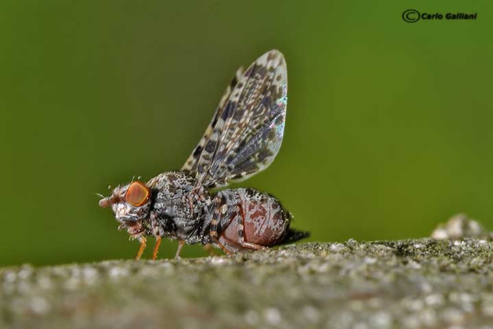 Callopistromyia annulipes (Macquart, 1855) - Ulidiidae