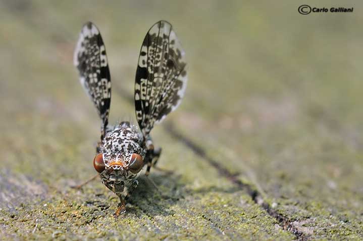 Callopistromyia annulipes (Macquart, 1855) - Ulidiidae