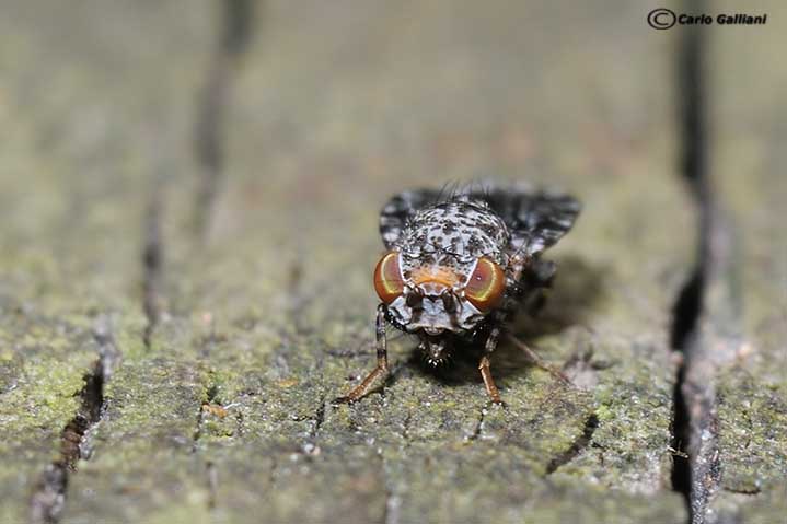Callopistromyia annulipes (Macquart, 1855) - Ulidiidae