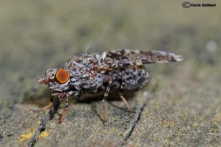 Callopistromyia annulipes (Macquart, 1855) - Ulidiidae