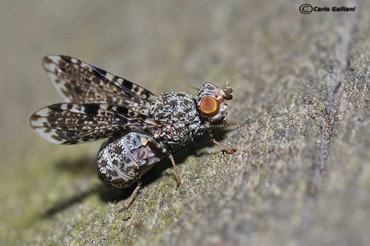 Callopistromyia annulipes (Macquart, 1855) - Ulidiidae