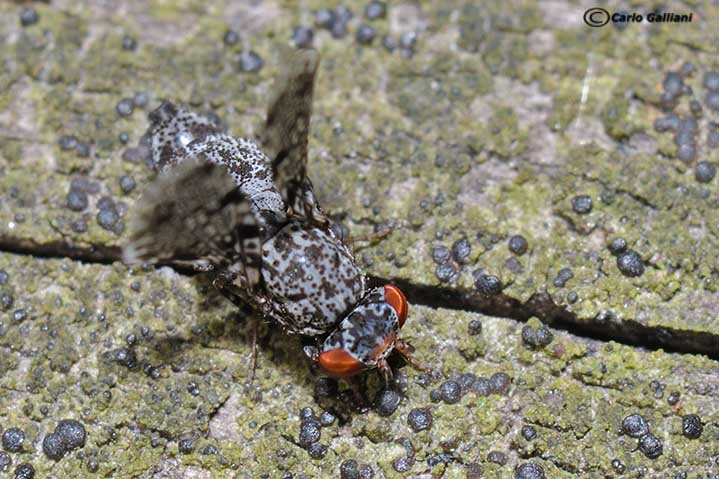 Callopistromyia annulipes (Macquart, 1855) - Ulidiidae