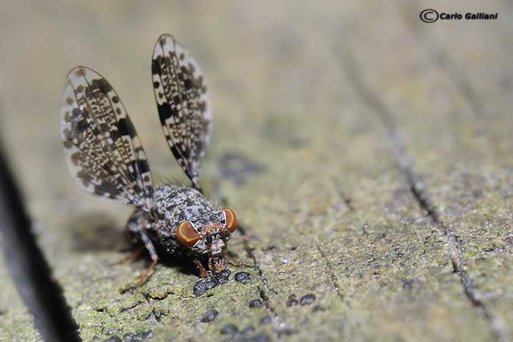 Callopistromyia annulipes (Macquart, 1855) - Ulidiidae