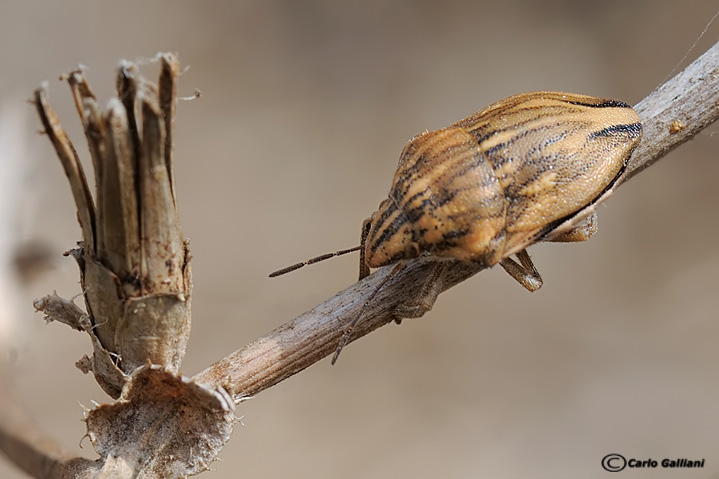 Scutelleridae: Odontotarsus robustus della Liguria