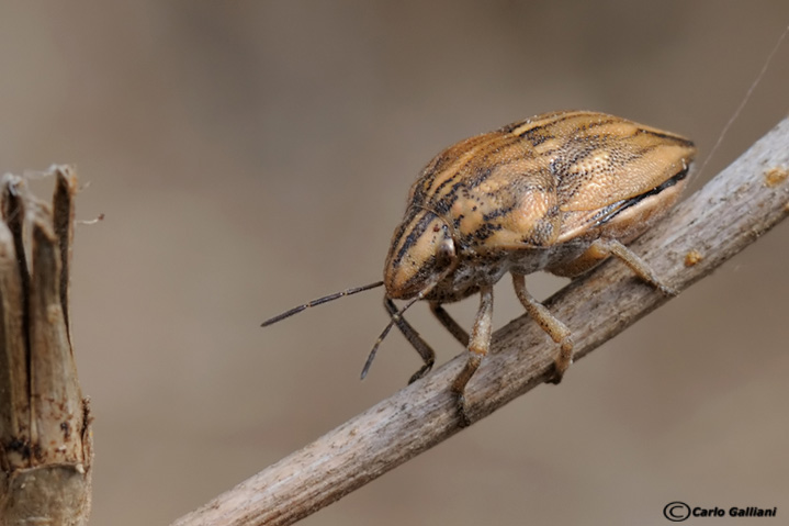 Scutelleridae: Odontotarsus robustus della Liguria