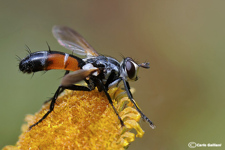 Cylindromyia cf. interrupta (Tachinidae).