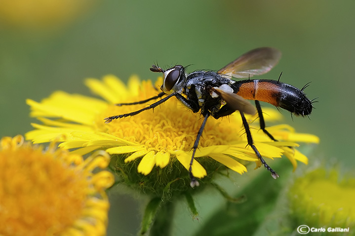 Cylindromyia cf. interrupta (Tachinidae).