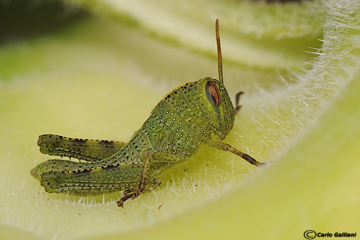 Microcosmo (visti da molto vicino)