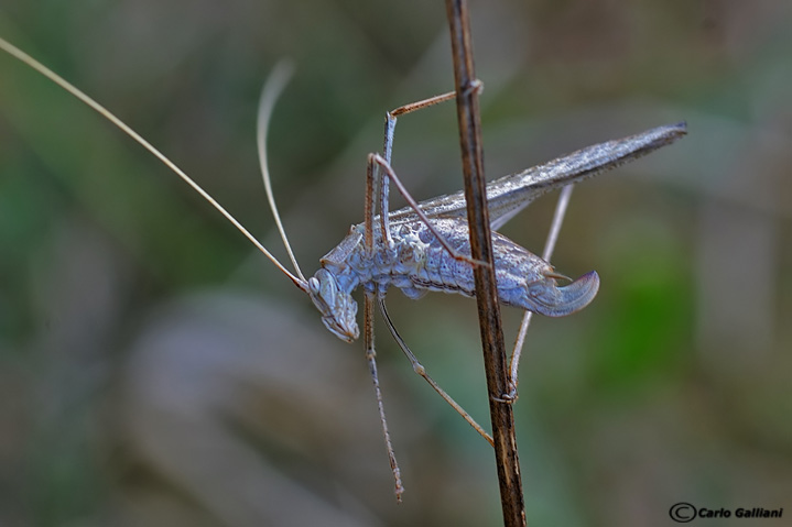 identificazione