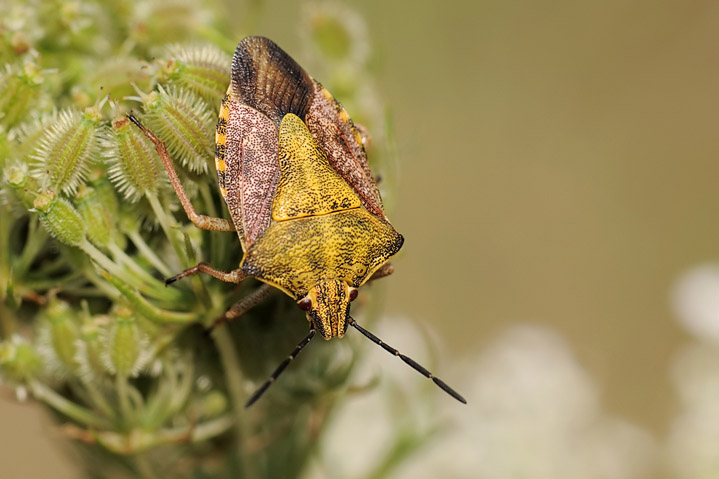 Pentatomidae: Carpocoris purpureipennis del Milanese