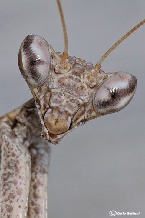 Fototessera : Ameles spallanziana