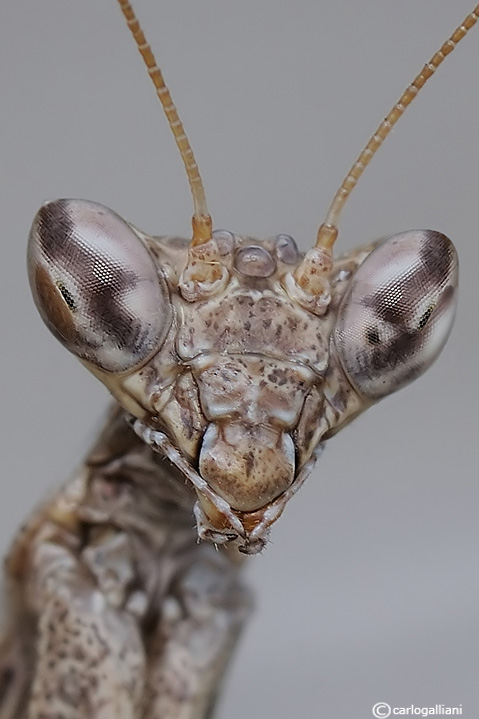 Fototessera : Ameles spallanziana