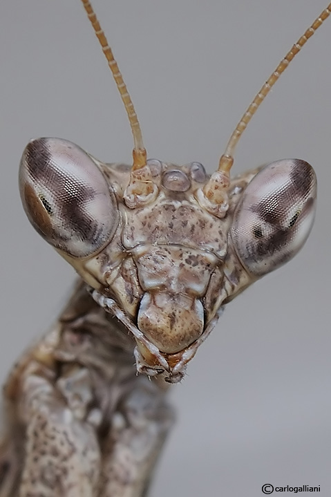 Microcosmo (visti da molto vicino)