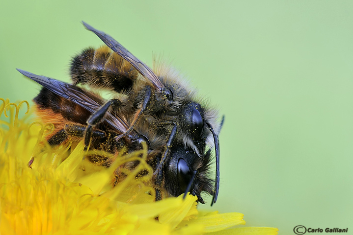 Apidae Megachilinae: Osmia bicornis (= rufa) in accoppiamento
