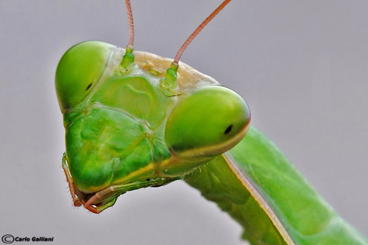 Ritratti (macro vecchio stile)