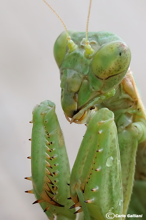 Microcosmo (visti da molto vicino)