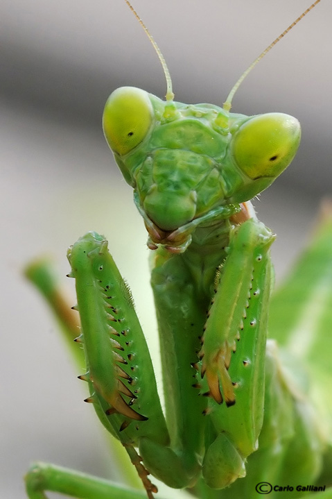 Ritratti (macro vecchio stile)