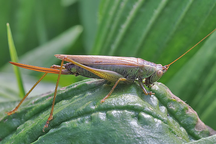 Conocephalus (Xiphidion) discolor