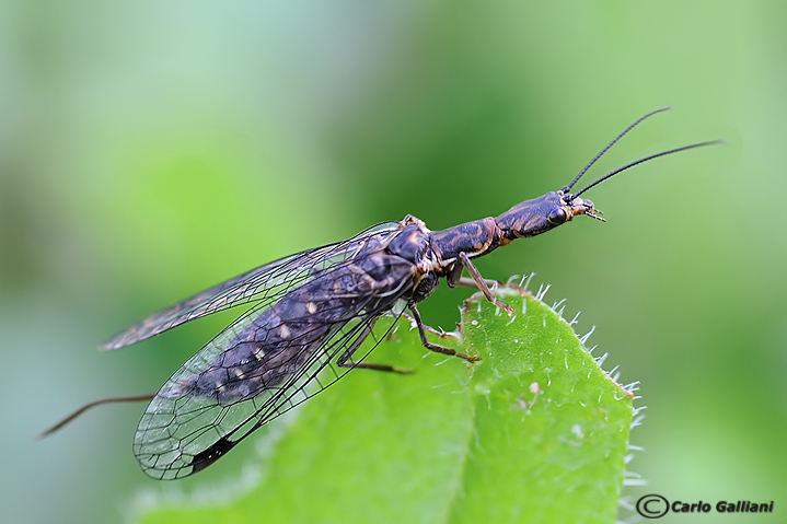 Fibla hesperica (Spagna)