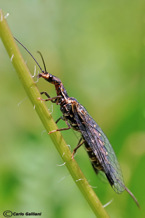 Fibla hesperica (Spagna)