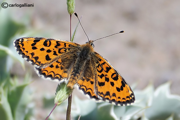 Melitaea trivia